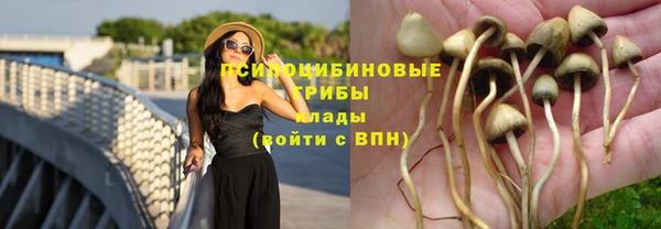 индика Абаза